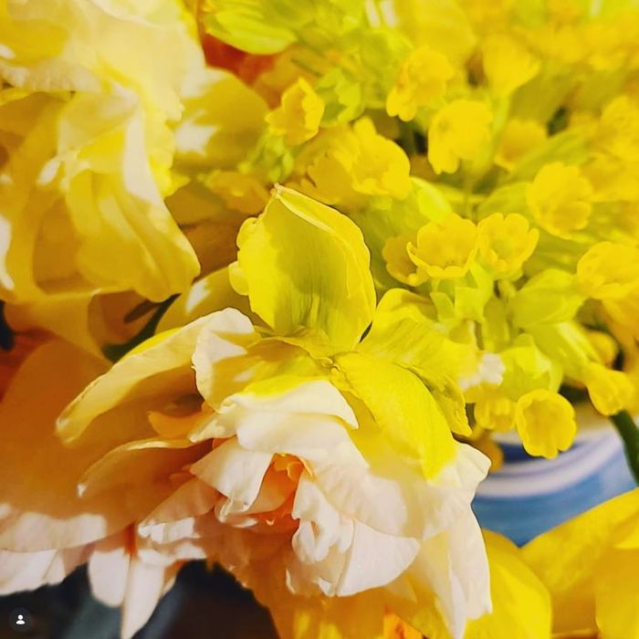 Narcisses
