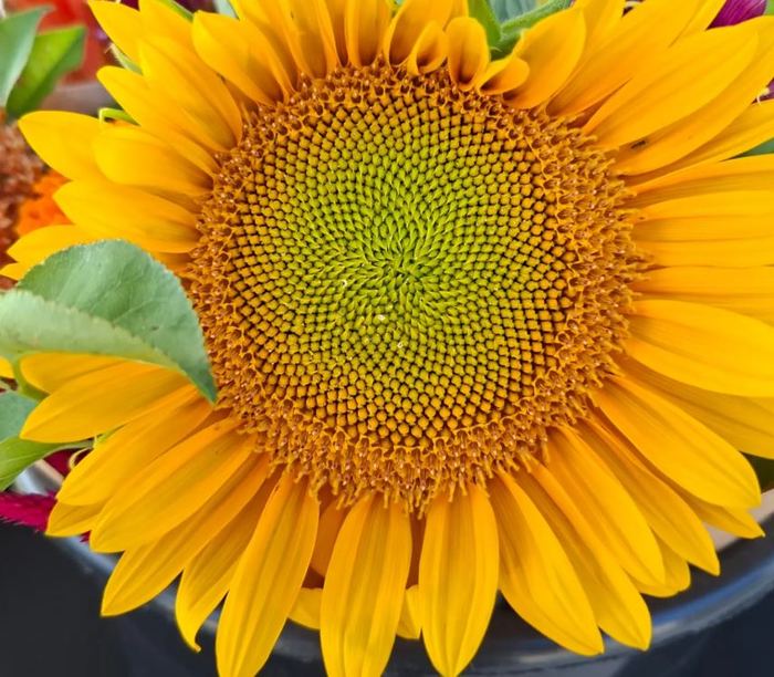 Tournesols