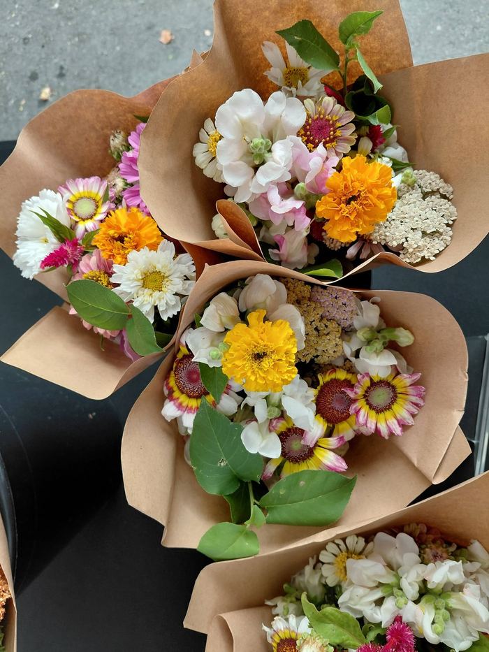 Zinnias et soucis